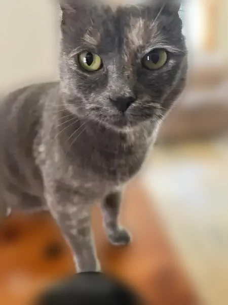 Lost cat, Eaton Street, Wheat Ridge, Denver - female with unique forehead marking - photo