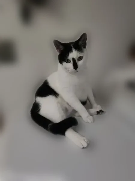 Lost male cat, Lasalle Avenue, Wilmington Manor - black and white with black stripe on nose - photo