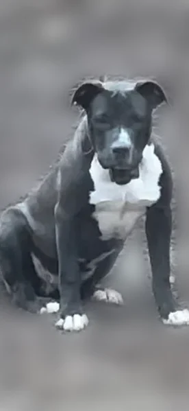 Lost dog, Parkway Road, Pound - female with broad white chest - photo