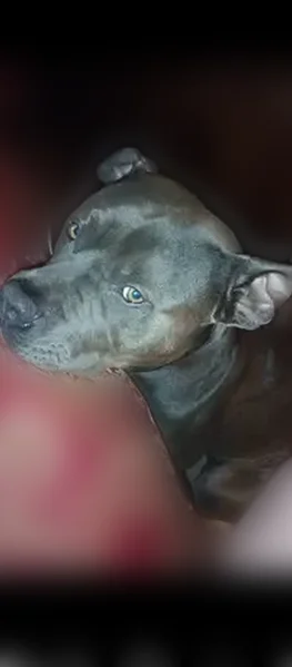 Lost dog, Navajo Trail Northeast, Rydal - male, gray/blue with white chest - photo