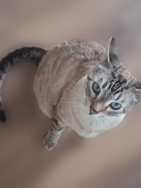 Lost cat, Clearlake, California - male Lynx point Siamese - photo