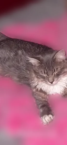 Lost male cat, Winthrop Street, Taunton - Maine coon, gray white tan - photo