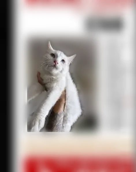 Lost male cat, Jay Street, Lakewood - full white with blue eyes - photo