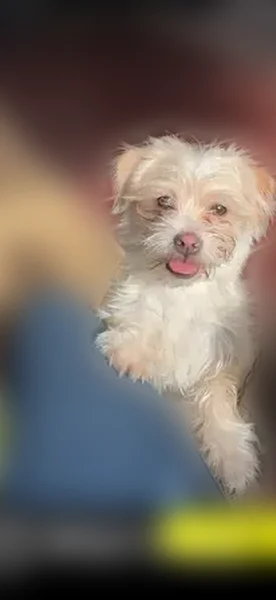 Lost female dog, Florida Street, Detroit - purple collar - photo