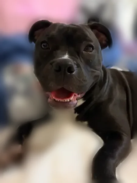 Lost dog, Garfield Street, Port Huron - female Pit Terrier mix - photo