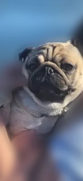 Lost dog, Eastbrook Road, Franklin - female, tan/black with blue collar - photo