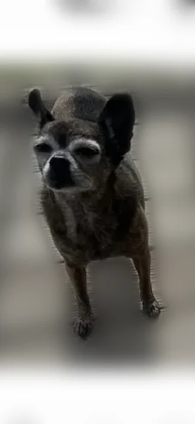 Lost dog, Linden Avenue, 3910, Knoxville - brown and black brindle Chihuahua mix - photo