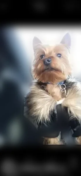 Lost dog, 21st Street North, Arlington - male Yorkie - photo