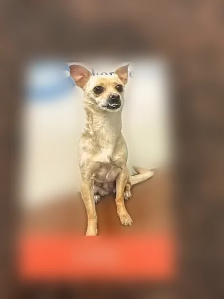 Lost dog, West Reno Avenue, Summerlin South - female, blonde with pink collar - photo