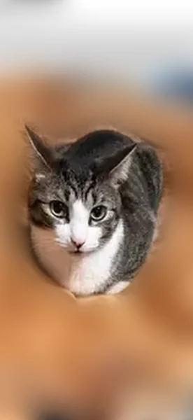 Lost male cat, Paterson Avenue, Lodi - gray, black, white, and beige - photo