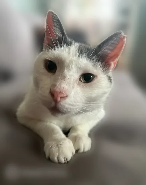Lost male cat, Florida Avenue, Hagerstown - white with gray ears - photo