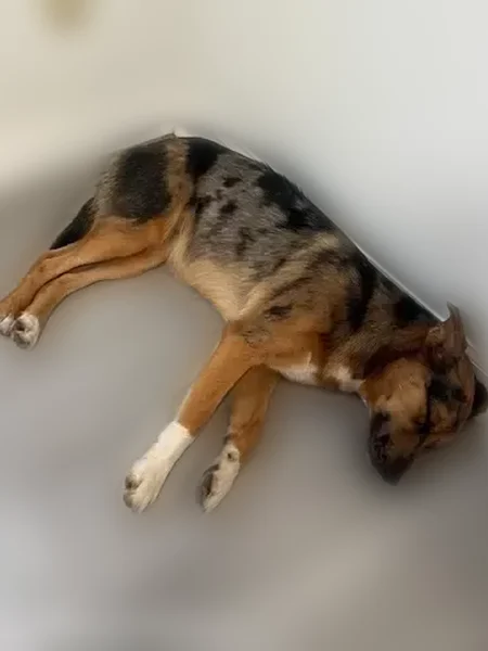 Lost dog, Holland Road, Oak Grove - wearing orange collar - photo