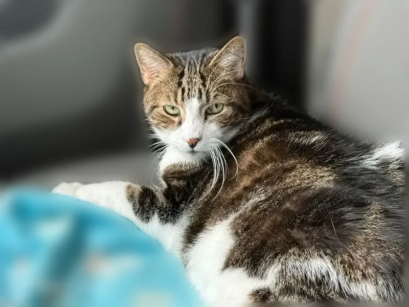 Lost male cat, Brickyard Road, Town of Van Buren - photo