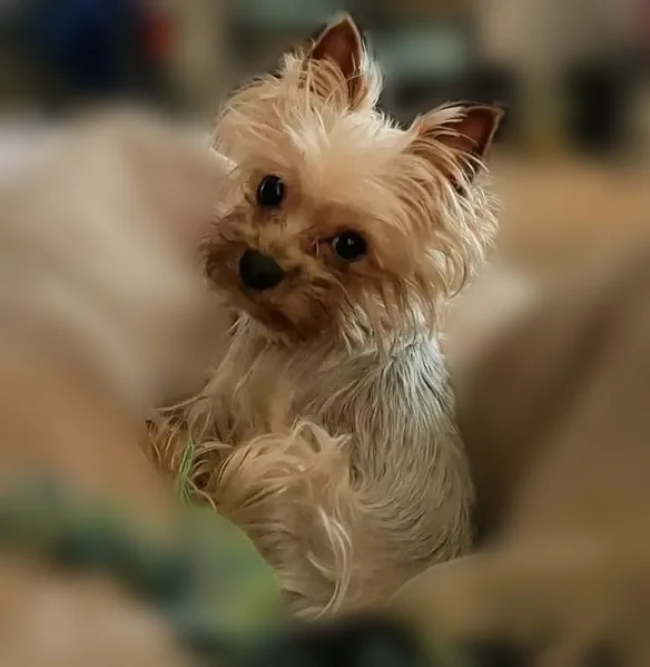 Lost dog, Marlborough Avenue, Las Vegas - photo