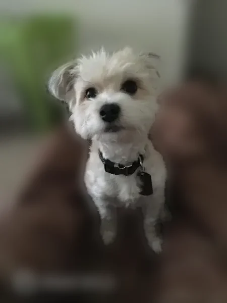 Lost male dog, Pembridge Avenue, Baltimore - white & brown - photo
