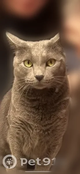 Lost male cat, London, Ohio - grey and neutered - photo