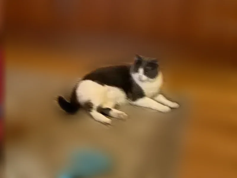 Lost cat, South 1100 East, 5952, Ogden, Salt Lake City - grey and white, a little heavy - photo