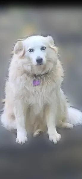 Lost dog, Thomasville, North Carolina - 12 year old white fluffy female - photo