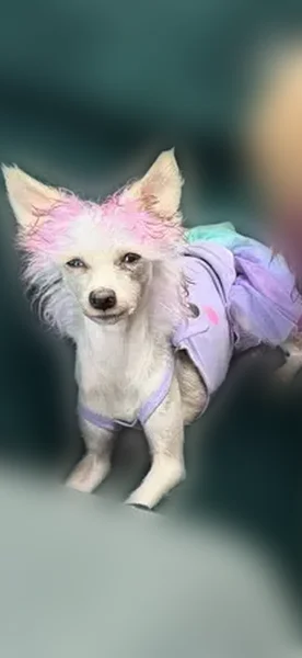Lost female dog, Thompson Street, Latrobe, Charlotte - pink tips and heterochromia - photo