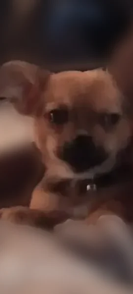 Missing dog Male, Columbus (usl536692) - photo
