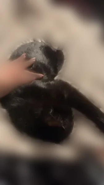 Missing cat Female, Point Pleasant (usl536693) - photo