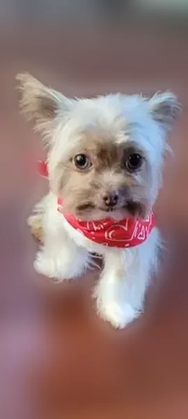 Lost dog, Northeast 16th Avenue, Fort Lauderdale - brown and white with large eyes - photo