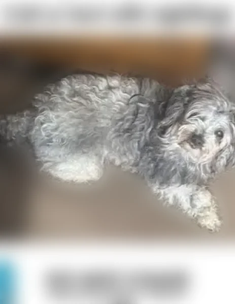 Lost dog, West Main Street, Belleville - male shitzu mix - photo