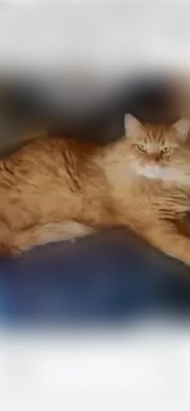 Lost cat, Cr-1104, 80, Stanton - large, orange, and friendly - photo