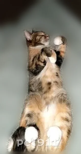 Lost cat, Chestnut Court, 804, St. Cloud - calico with lynx-like ear tips - photo