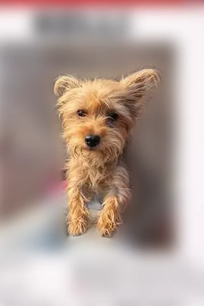 Lost dog, Creel Road Northeast, Palm Bay - female, golden brown - photo