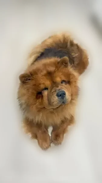 Lost female dog, Northwest 1st Avenue, 708, Boynton Beach - caramel red chow chow - photo