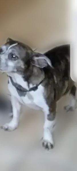 Lost dog, West 8th Avenue, Mesa - female named Toby - photo