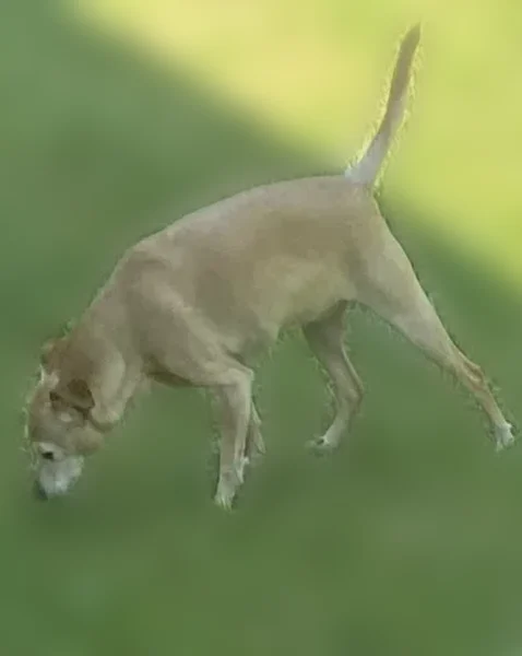 Lost dog, Miller Road, 108, Kingwood - female with fawn tan color - photo