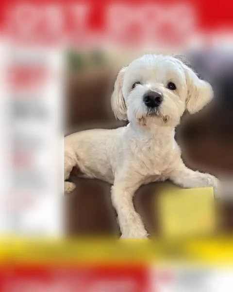 Lost dog, Edison, New Jersey - white female - photo