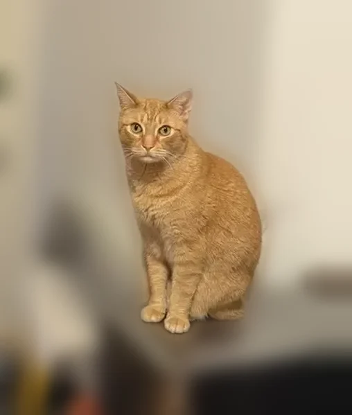 Lost male cat, Fulton Street, New York - orange with a missing back right leg - photo