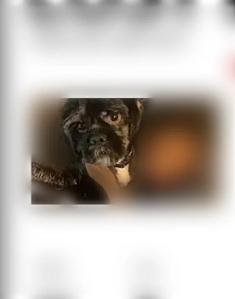 Lost dog, Broadway, 2332, Rockford - black hair with white by his neck - photo