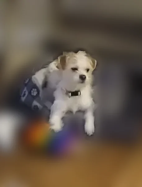 Lost female dog, Edmonson Avenue, Baltimore - brown and white with charms on collar - photo
