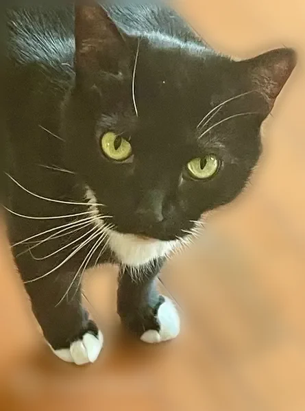 Lost cat, Indiana Avenue, 176, Gloucester Township - 7 year old Tuxedo cat - photo