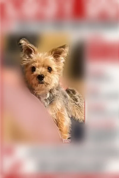 Lost dog, Polk Place Drive, Franklin - male Yorkie - photo