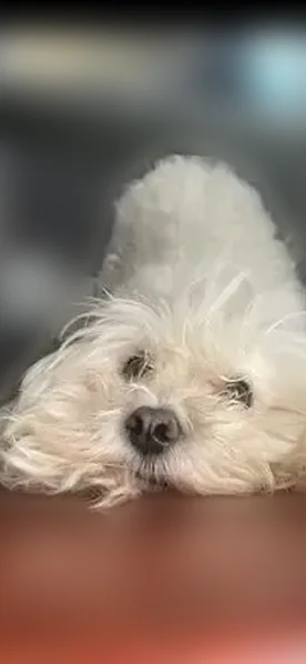 Lost dog, County Line Road, Joliet - female with pink collar - photo