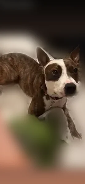 Lost dog, Nemours Parkway, 7055, Orlando - male with brown brindle coat - photo