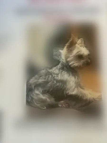 Lost female dog, Haynes Road, Newton, Bennington - grey/white yorkie/maltese mix - photo