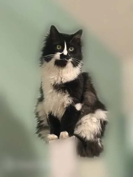 Lost male cat, Urbank Circle Northeast, Minneapolis - black and white, very friendly - photo