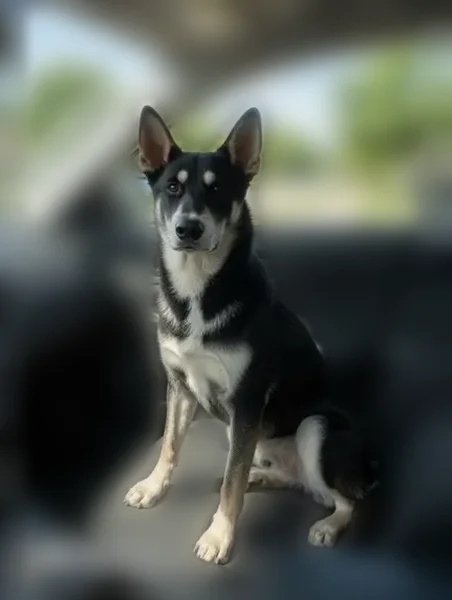 Lost dog, Herbert Street, Meadowbrook, Lake Elsinore - black with some off white - photo