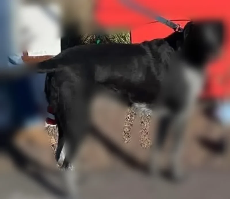 Lost male dog, Cattle Lane, Taylor - hound dog mix - photo