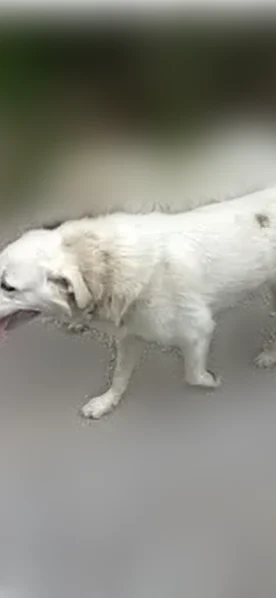 Lost dog, Kansas City, Missouri - female, all white with blue collar - photo