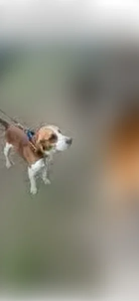 Lost dog, Carrollton: brown and white beagle, blind in one eye - photo