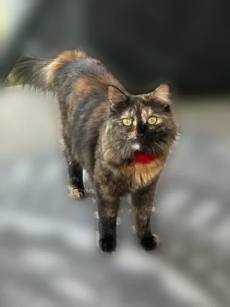 Lost female cat, South 910 West, 656, Pleasant Grove - tortoiseshell with unique markings - photo
