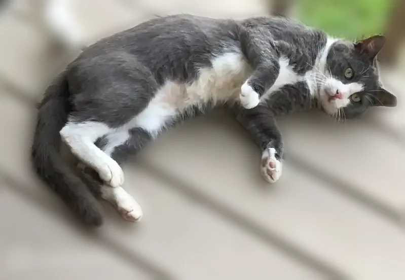 Lost cat, Blue Vista Road, Canton - male with a blue collar - photo