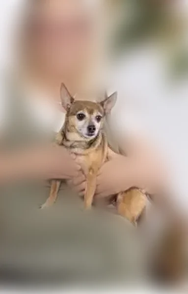 Lost dog, Eastside Road, Tyler - female chihuahua - photo